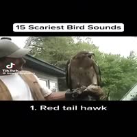 소름돋는 조류 울음 소리 모음. - 관련 글 썸네일