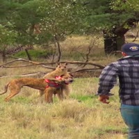호주의 일상. 캥거루에게 펀치날려 개 구한 남자 - 관련 글 썸네일