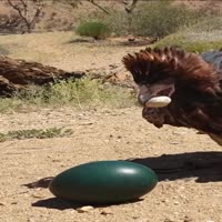알 깨는 방법을 아는 새 - 관련 글 썸네일