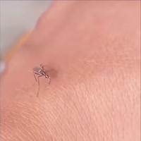 모기가 피를 못 뽑네. 난생 처음 겪는 일 - 관련 글 썸네일