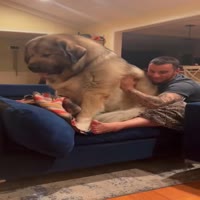 소형견으로 아는 대형견들 - 관련 글 썸네일