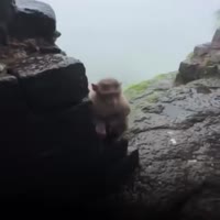 원숭이 깜놀 - 관련 글 썸네일