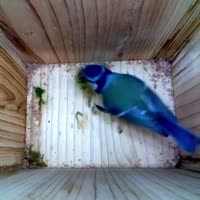 어미 새 57일간 둥지 짖는 과정 촬영. - 관련 글 썸네일