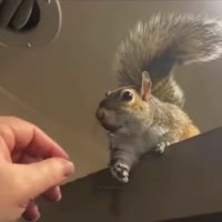 다람쥐의 처음 느낀 감정 - 관련 글 썸네일