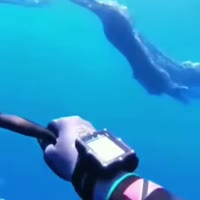 고래 꼬리 그물 푸는 잠수부 - 관련 글 썸네일