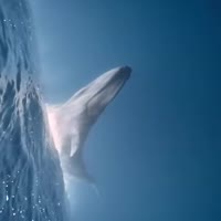 지구 최대 동물 푸른고래 - 관련 글 썸네일