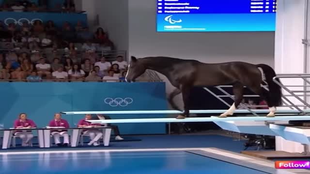 동물 다이빙 - 관련 글 썸네일