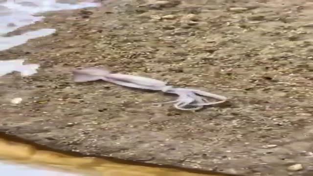 달팽이 오징어 포식 - 관련 글 썸네일