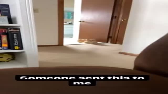 고양이 깜놀주의 - 관련 글 썸네일