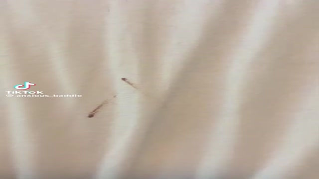 파리 호텔 빈대 지옥, 집까지 퍼져... 항공사 미고지 - 관련 글 썸네일