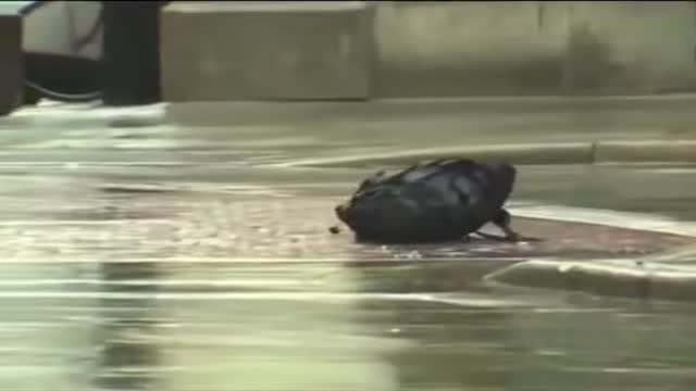 수상한 가방, 8시간짜리 일을 5분 만에 가로채는 얄미운 동료 - 관련 글 썸네일