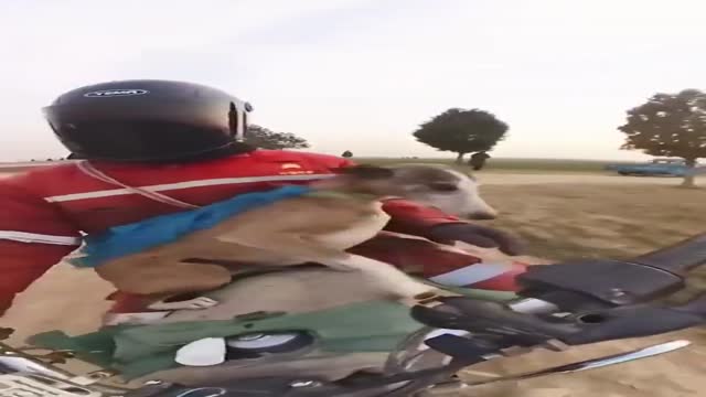 그레이하운드 시속 70km 체감 - 관련 글 썸네일