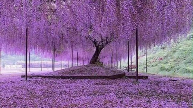 일본 200년된 등나무 - 관련 글 썸네일