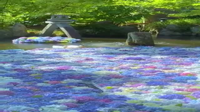 수국 꽃잎위를 걷는 오리들 - 관련 글 썸네일