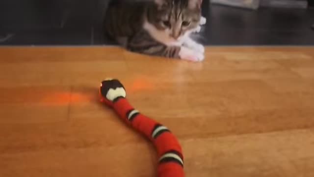 최상위 포식자의 위엄. - 관련 글 썸네일