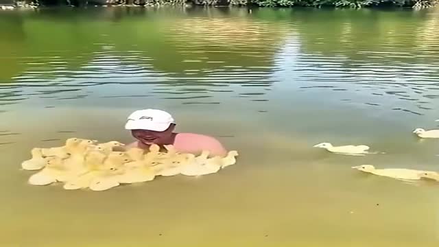 새끼 오리떼 - 관련 글 썸네일