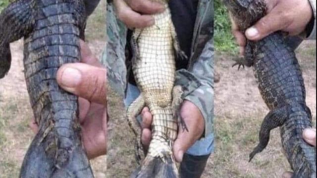 돌연변이 악어 발견 - 관련 글 썸네일