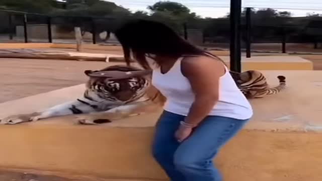 위험한 야생동물 호랑이 - 관련 글 썸네일