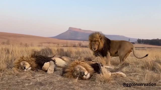 자리 없다는 사자 삼형제 - 관련 글 썸네일