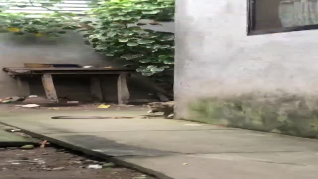 고양이 vs 뱀 - 관련 글 썸네일