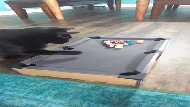 당구치는 고양이, AI 영상 아님. - 관련 글 썸네일