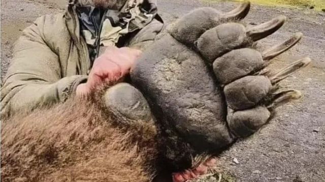 그리즐리 곰 발바닥 크기 체감 - 관련 글 썸네일