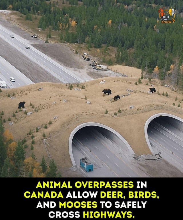 캐나다 야생동물 생태 통로 구축 - 본문 이미지