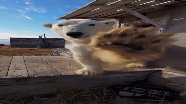 버려진 관측소에서 함께 사는 북극곰 - 관련 글 썸네일