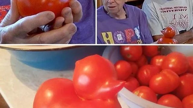 오리 모양 토마토, CNN 보도 - 관련 글 썸네일