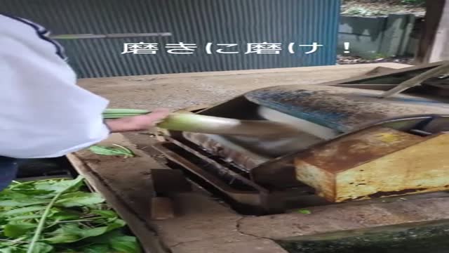 무 씻는 영상 - 해외 인기글 썸네일