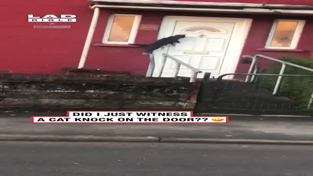 사람처럼 노크하는 냥이. - 해외 인기글 썸네일