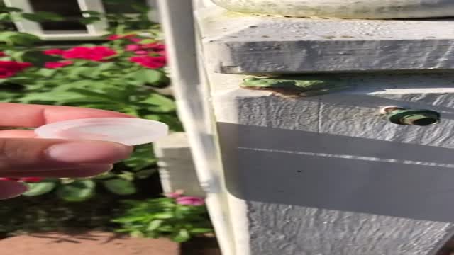 물 만난 개구리 - 해외 인기글 썸네일