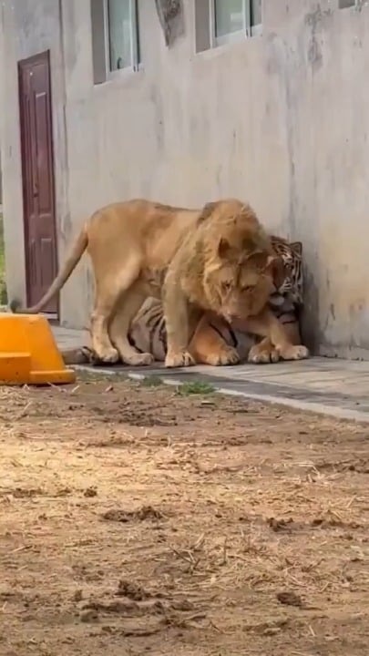 호랑이 vs 사자, 성격 완전 반전 ㄷㄷ - 관련 글 썸네일