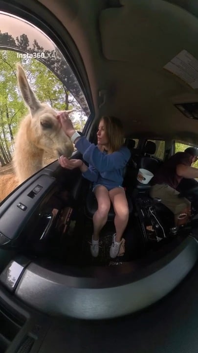 버팔로도 간식 달라고 옴 ㅋㅋㅋ - 관련 글 썸네일