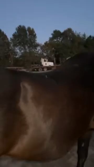 말이랑 찐친 먹은 애기 ㅋㅋㅋ - 관련 글 썸네일