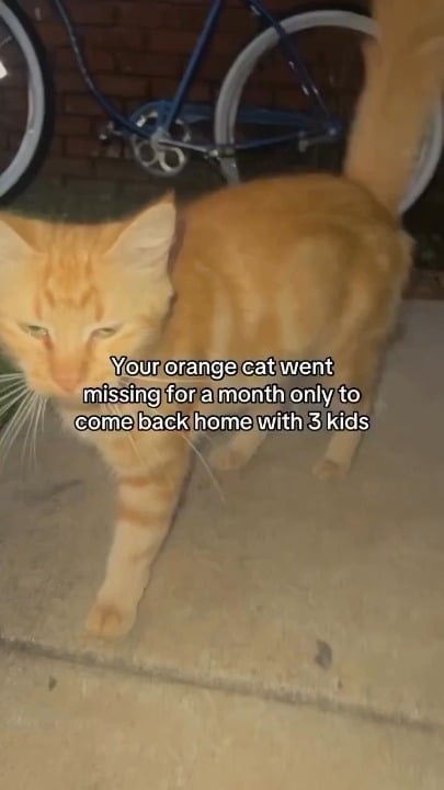 오렌지 냥이, 아기들 어디갔어? 🍊 - 관련 글 썸네일