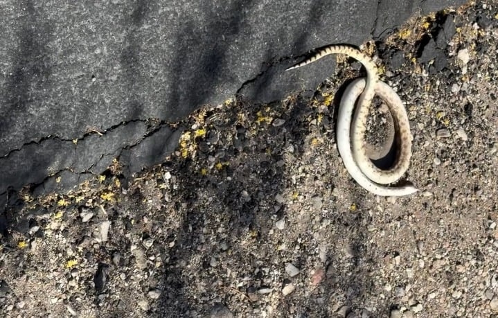 뱀이 굴러다니네? 뇌 손상 아니라고? - 관련 글 썸네일