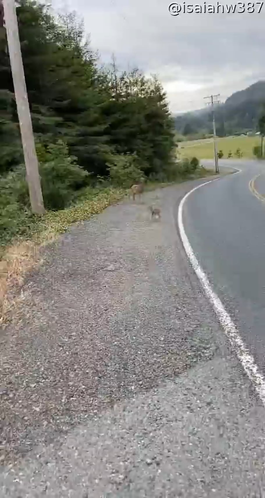 아기 나무늘보, 생존력 0 호기심 만렙 ㄷㄷ 아기 나무늘보, 생존력 0 호기심 만렙 ㄷㄷ - 관련 글 썸네일