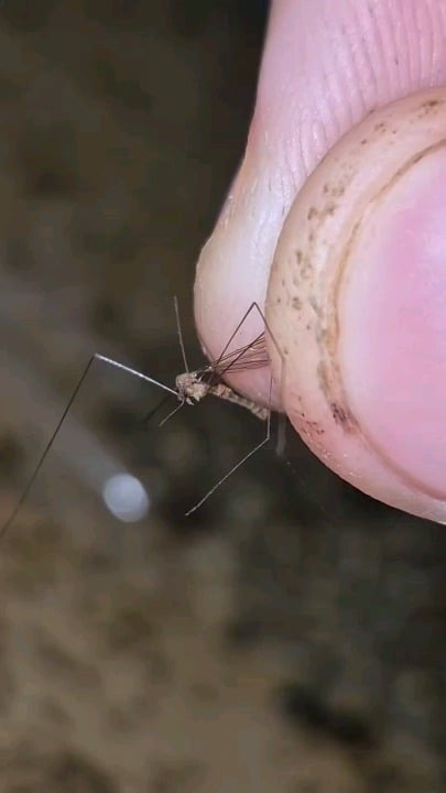 개쩌는 크기의 개미 발견 ㄷㄷ - 해외 인기글 썸네일