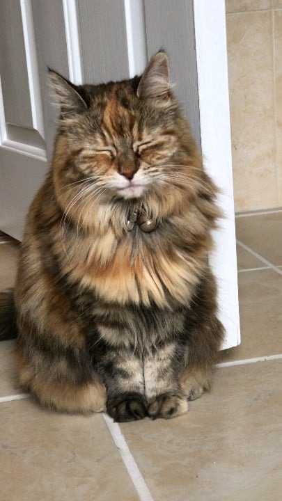 새 동생 맞이하는 냥이의 찐사랑 ㅠㅠ - 관련 글 썸네일