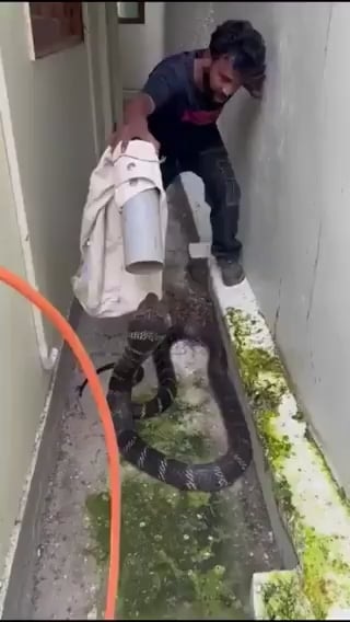 킹코브라 맨손으로 제압하는 용자 등장ㄷㄷ - 관련 글 썸네일