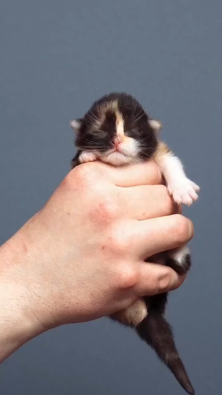 고양이 눈 색깔 변하는 거 실화냐? - 관련 글 썸네일