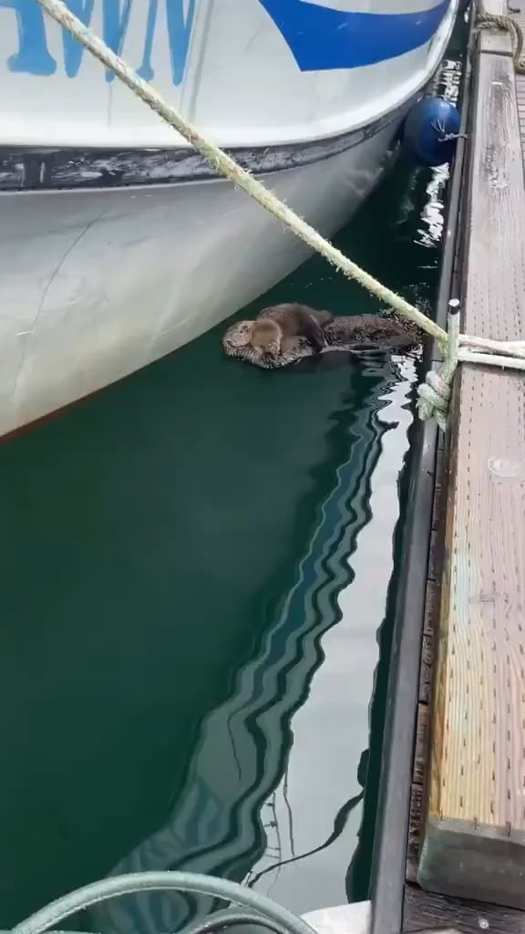 엄마 해달 품에 안긴 아기 해달 ㅠㅠ - 관련 글 썸네일