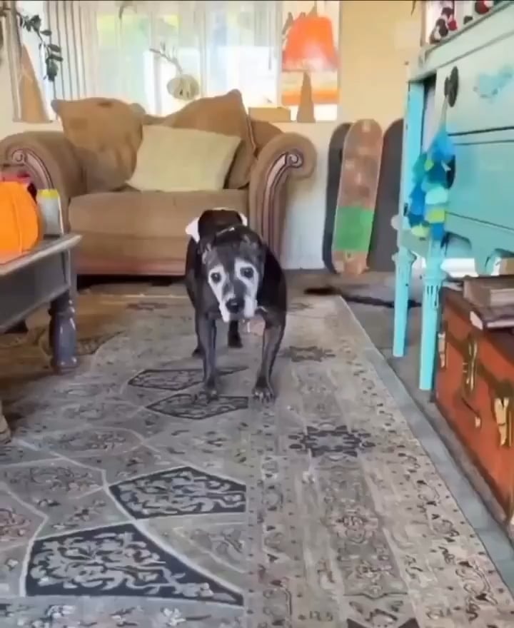 늙어도 주인 보면 꼬리 흔드는 댕댕이 ㅠㅠ - 관련 글 썸네일