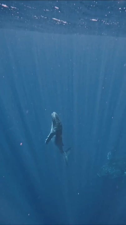 와... 혹등고래 점프 스케일 실화냐? - 해외 인기글 썸네일