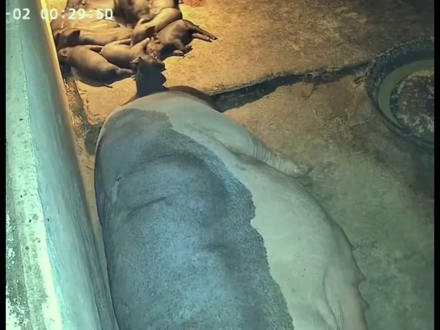 엄마 돼지, 갇힌 새끼 구하려 보드 밀어버림 ㄷㄷ - 관련 글 썸네일