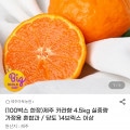 [G마켓]제주 카라향 4.5kg 가정용 (15,810원/무배)