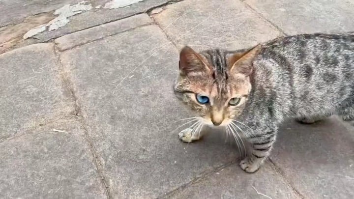 길냥이인데 눈빛 무슨 일이야... 진짜 여신 강림 ㄷㄷ 길냥이인데 눈빛 무슨 일이야... 진짜 여신 강림 ㄷㄷ - 관련 글 썸네일