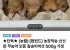 농장직송 신선한 참송이버섯 500g
