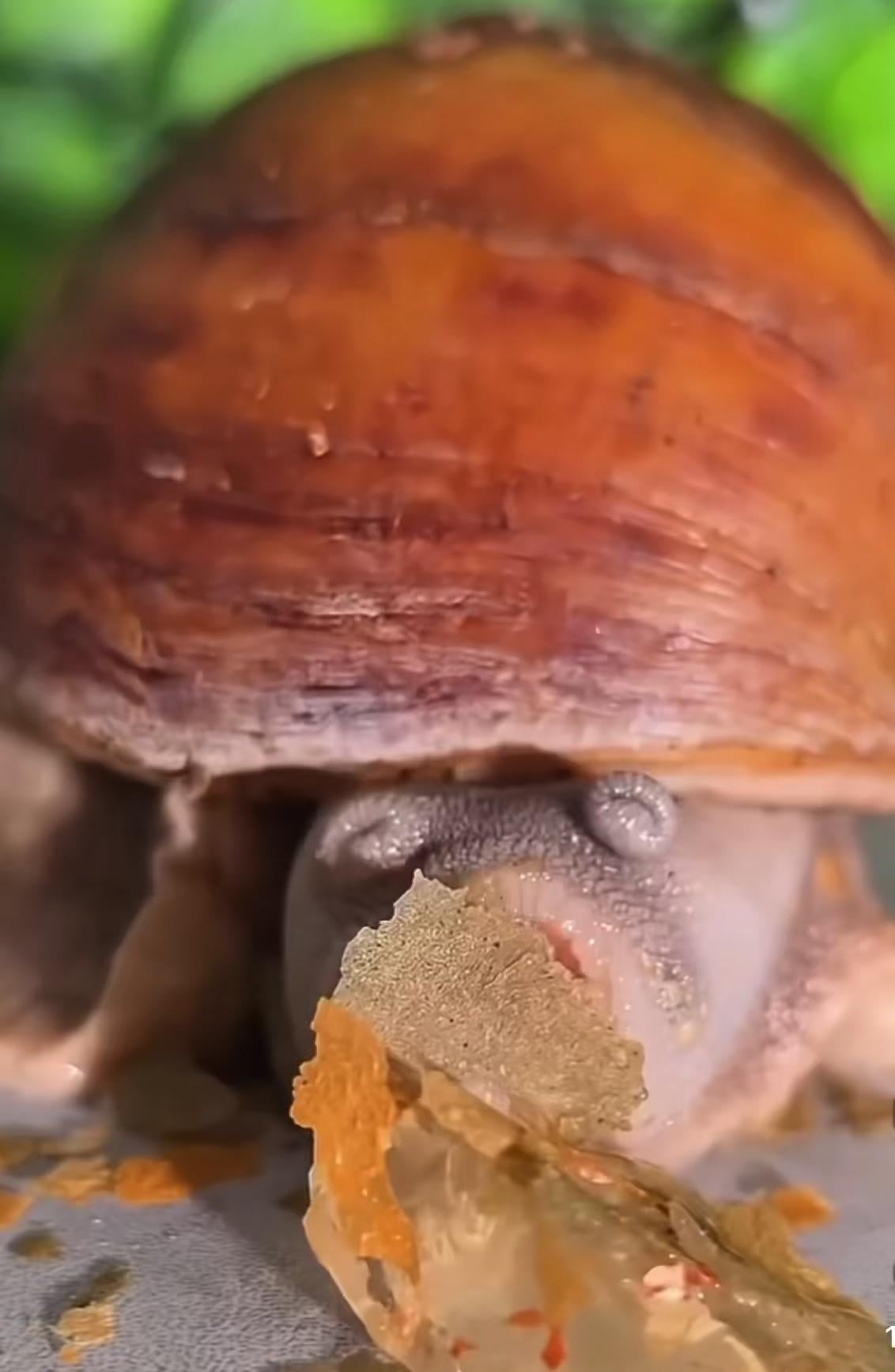 달팽이 밥 먹는 거 클로즈업, 할아버지 보는 줄 ㅋㅋ - 해외 인기글 썸네일